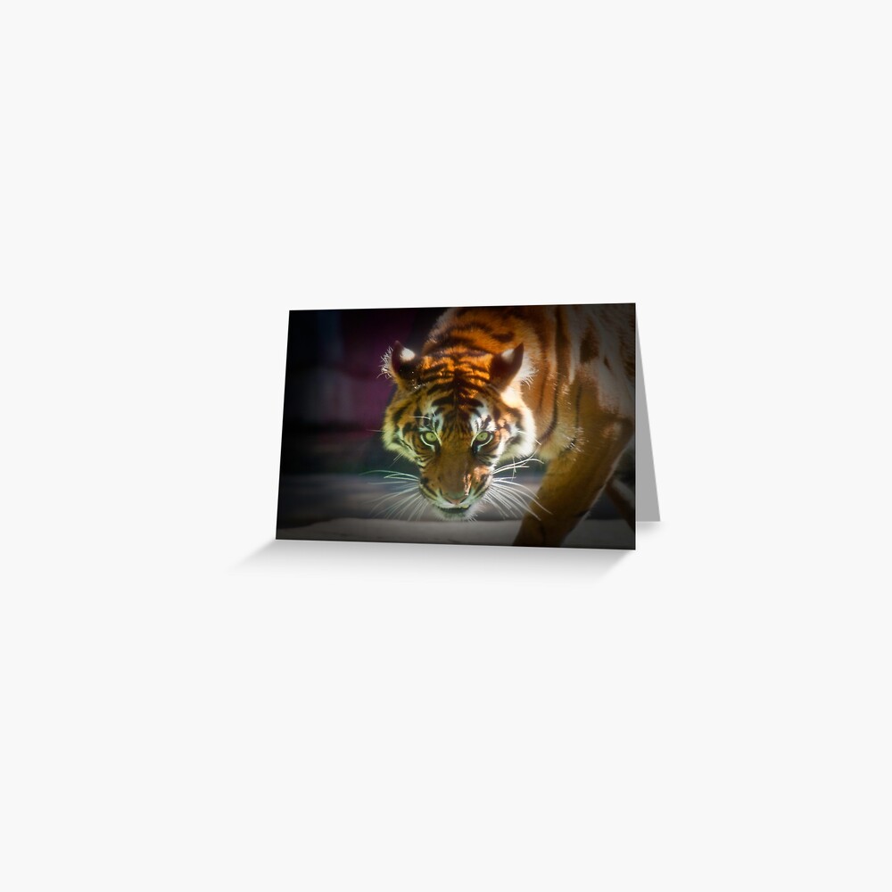 The Stare Greeting Card