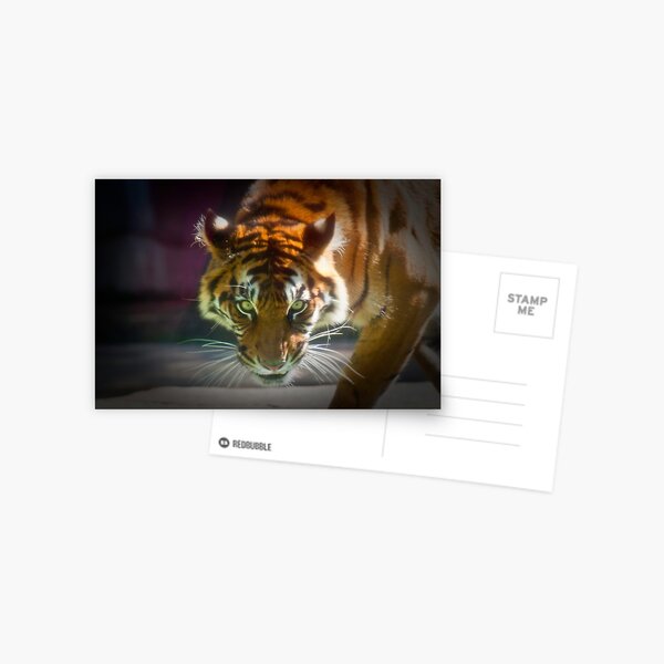 The Stare Postcard