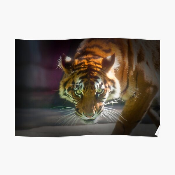 The Stare Poster