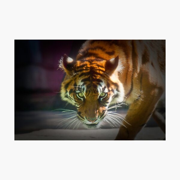The Stare Photographic Print
