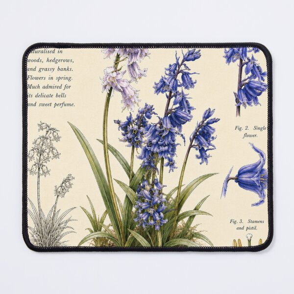 Item preview, Victorian English Bluebell Botanical Illustration | Antique Floral Natural History Print designed and sold by BethnalShop.