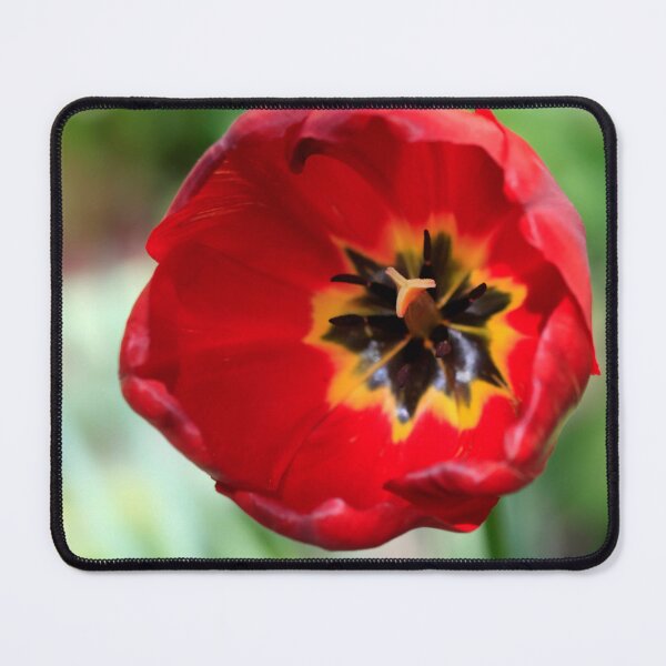Item preview, Red tulip in spring garden designed and sold by olena2552.