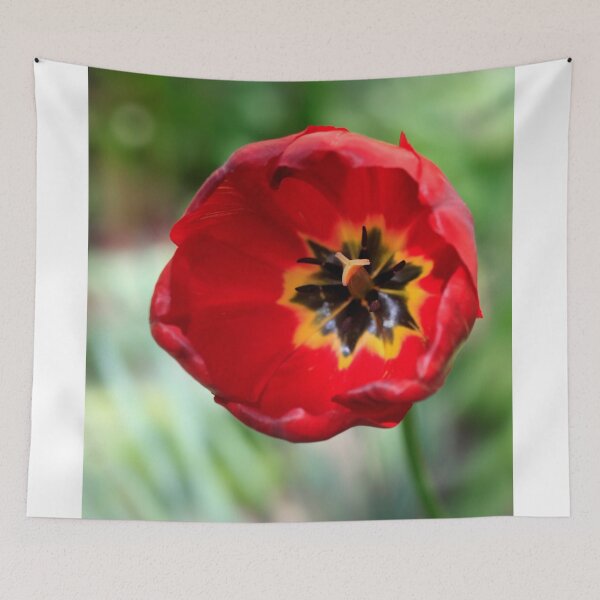 Item preview, Red tulip in spring garden designed and sold by olena2552.