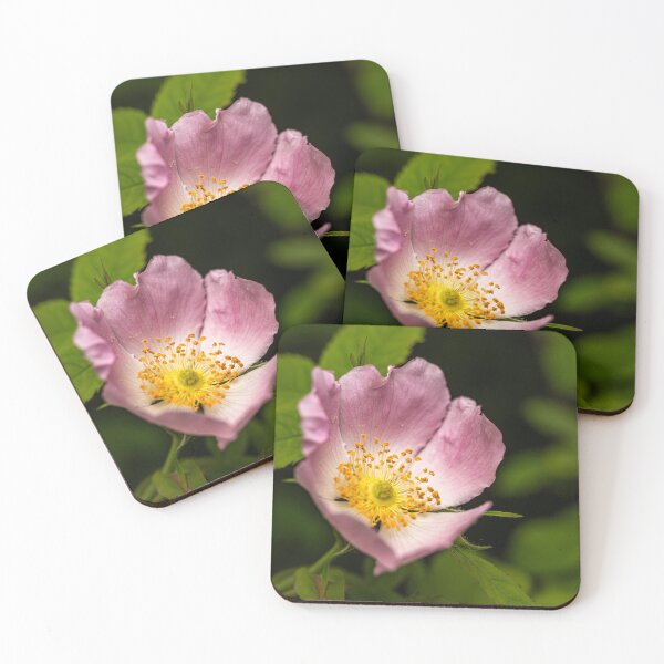 Item preview, Wild Rose in Bloom — Pink and Gold Nature Macro designed and sold by Rabee Khalil Photography.