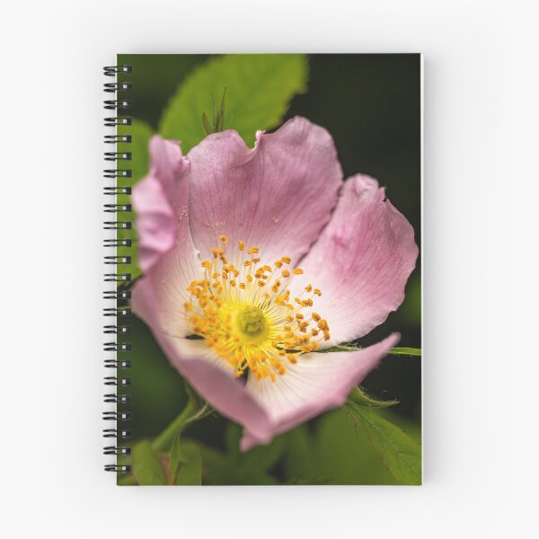 Item preview, Wild Rose in Bloom — Pink and Gold Nature Macro designed and sold by Rabee Khalil Photography.
