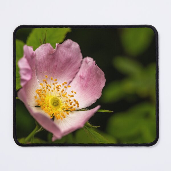 Item preview, Wild Rose in Bloom — Pink and Gold Nature Macro designed and sold by Rabee Khalil Photography.