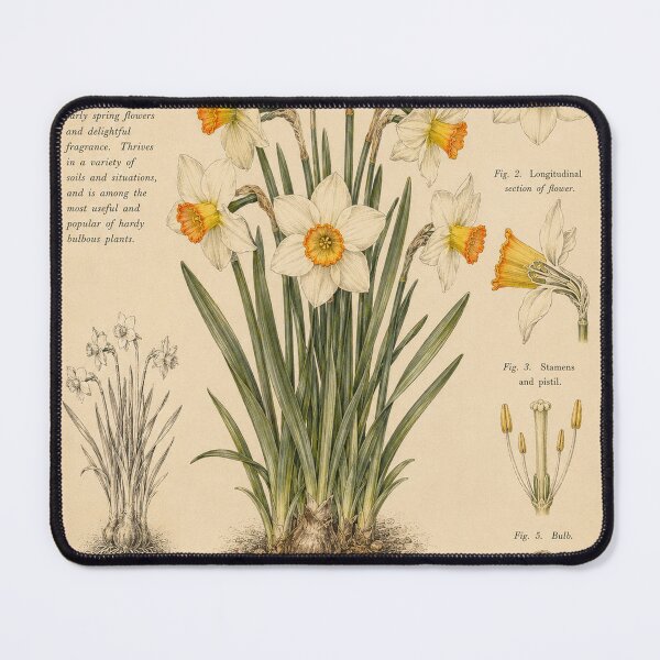 Item preview, Victorian Daffodil Botanical Illustration | Antique Narcissus Floral Print designed and sold by BethnalShop.