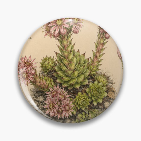 Item preview, Victorian Houseleek Botanical Illustration | Antique Sempervivum Natural History Print designed and sold by BethnalShop.