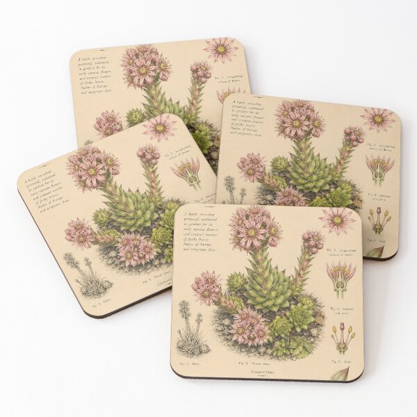 Item preview, Victorian Houseleek Botanical Illustration | Antique Sempervivum Natural History Print designed and sold by BethnalShop.