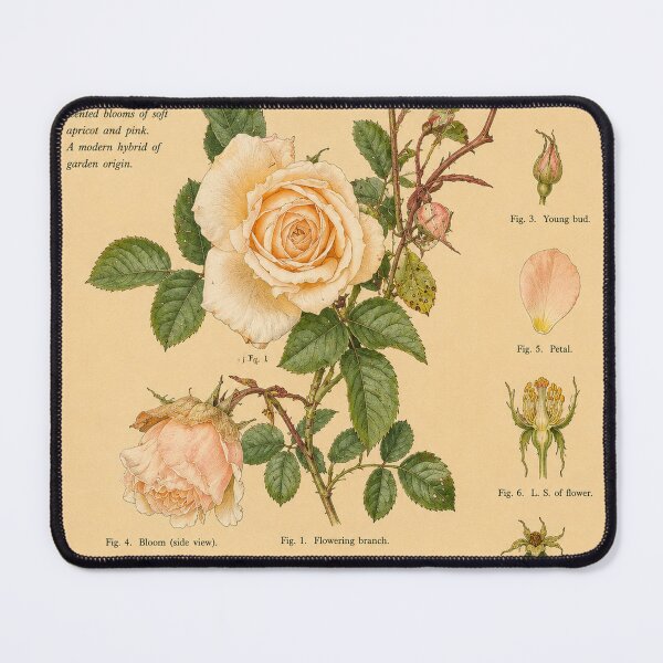 Item preview, Victorian Rose Botanical Illustration | Antique English Garden Floral Print designed and sold by BethnalShop.