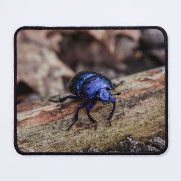 Item preview, Spring Dung Beetle designed and sold by Eidetic Photos.