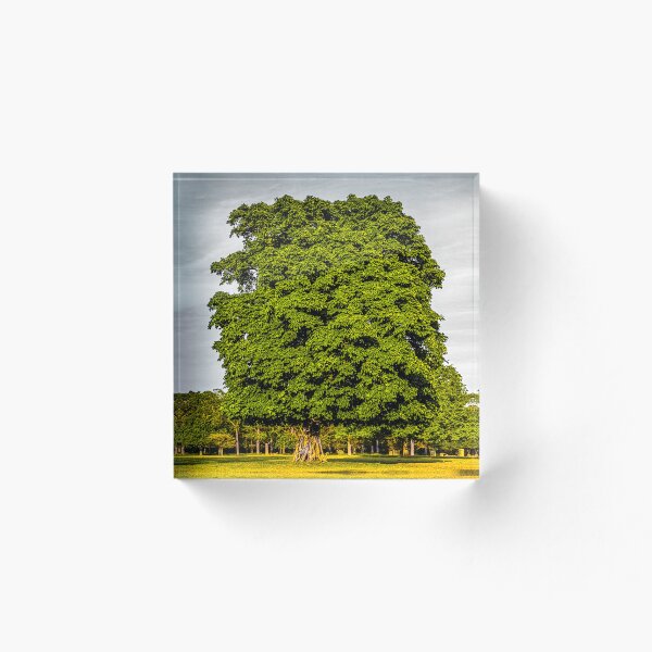 Item preview, GREEN OAK | London Nature Photography | Moody Botanical Art designed and sold by BlueberrySwan.