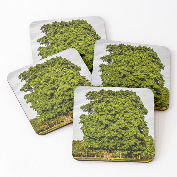 Item preview, GREEN OAK | London Nature Photography | Moody Botanical Art designed and sold by BlueberrySwan.