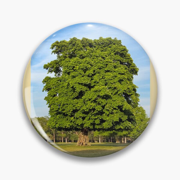 Item preview, SUNLIT GREEN TREE | London Art Photography | Nature Aesthetic Wall Decor designed and sold by BlueberrySwan.