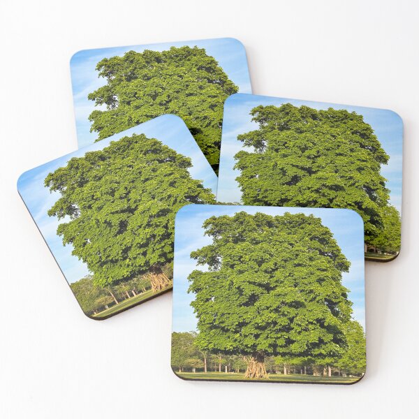 Item preview, SUNLIT GREEN TREE | London Art Photography | Nature Aesthetic Wall Decor designed and sold by BlueberrySwan.