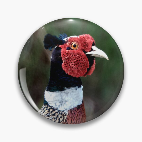 Item preview, Pheasant designed and sold by Tom McPherson Photography.