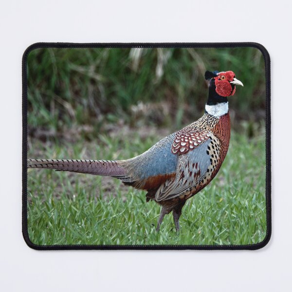 Item preview, Pheasant designed and sold by Tom McPherson Photography.