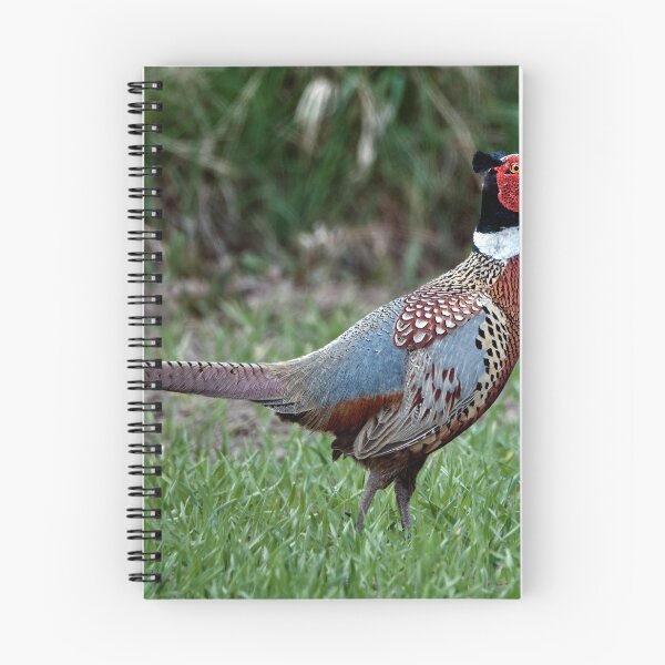 Item preview, Pheasant designed and sold by Tom McPherson Photography.