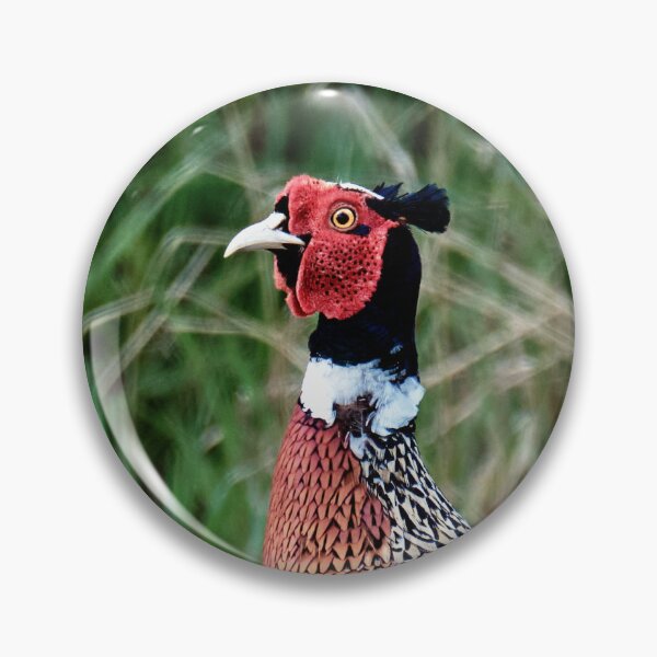 Item preview, Pheasant designed and sold by Tom McPherson Photography.