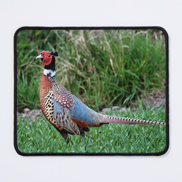 Item preview, Pheasant designed and sold by Tom McPherson Photography.