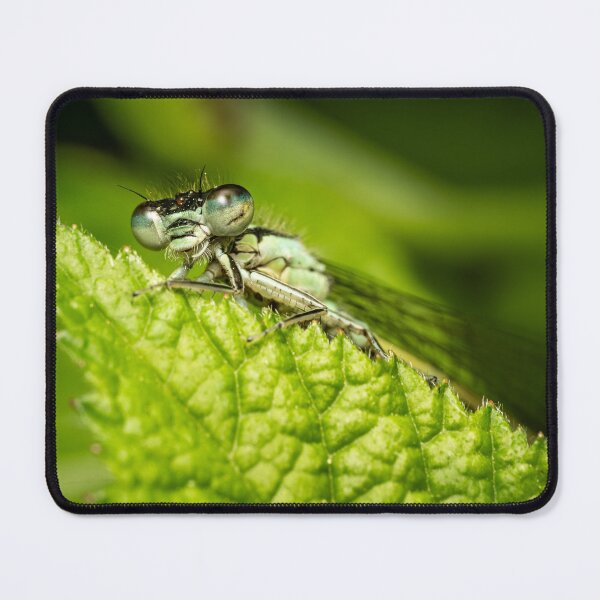 Item preview, Face to Face — Damselfly Macro Portrait on Green Leaf designed and sold by Rabee Khalil Photography.