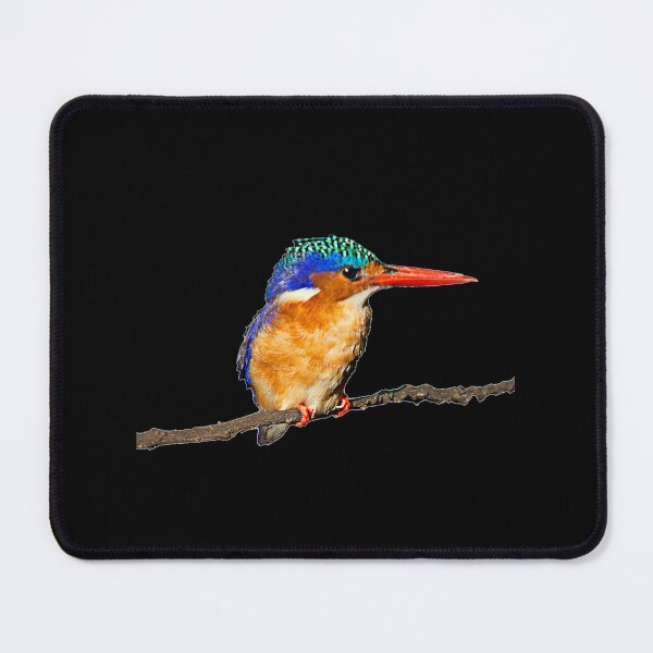 Item preview, Malachite kingfisher designed and sold by BlaizerB.