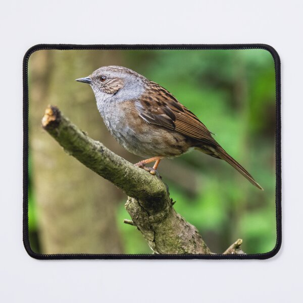 Item preview, Dunnock designed and sold by UKMatt2000.