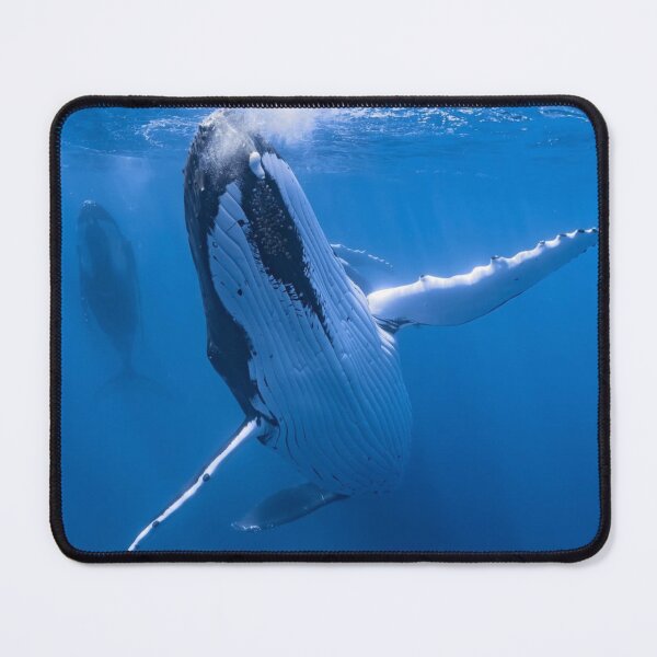 Item preview, Graceful Odd 13 Brewing aWhales Explore Depths designed and sold by Sarahsumer.
