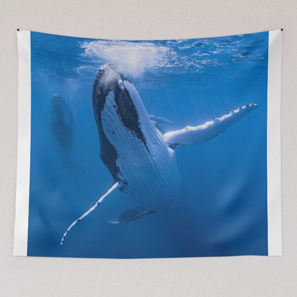 Item preview, Graceful Odd 13 Brewing aWhales Explore Depths designed and sold by Sarahsumer.
