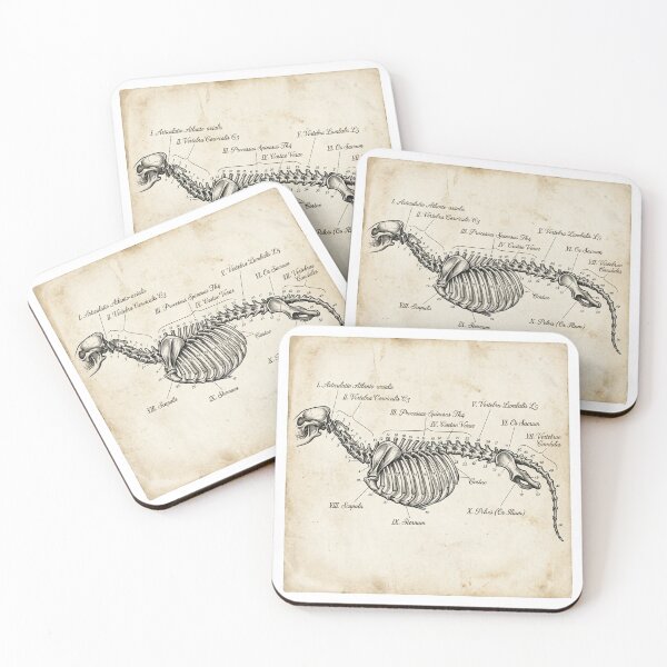 Item preview, Vintage Vertebrate Anatomy Skeletal Diagram designed and sold by DuckOddity.