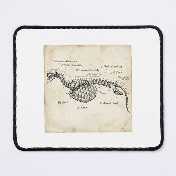 Item preview, Vintage Vertebrate Anatomy Skeletal Diagram designed and sold by DuckOddity.