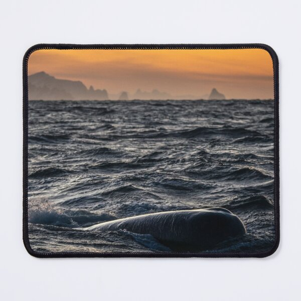 Item preview, Grand Bond University eWhales Explore Waters designed and sold by Sarahsumer.