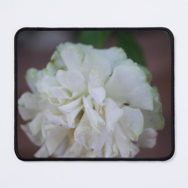 Item preview, Banksian rose designed and sold by ROSE ANN BANILAR.