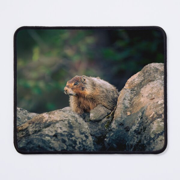 Item preview, Yellow-Bellied Marmot Among Mountain Rocks - Wildlife | Elwynn WildLight Photography designed and sold by Elwynn WildLight Photography.