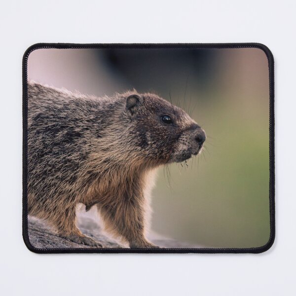 Item preview, Yellow-Bellied Marmot Profile on Rock - Wildlife | Elwynn WildLight Photography designed and sold by Elwynn WildLight Photography.