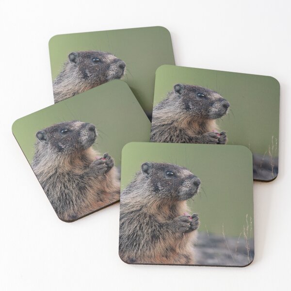 Item preview, Yellow-Bellied Marmot Eating Fruit - Wildlife | Elwynn WildLight Photography designed and sold by Elwynn WildLight Photography.