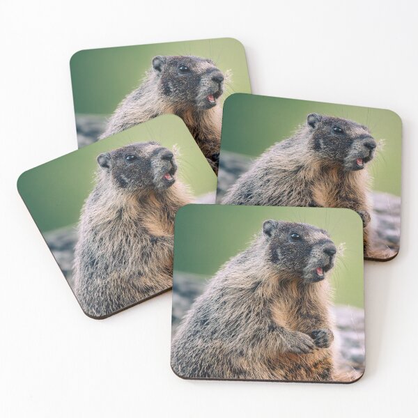 Item preview, Alert Yellow-Bellied Marmot Portrait - Wildlife | Elwynn WildLight Photography designed and sold by Elwynn WildLight Photography.