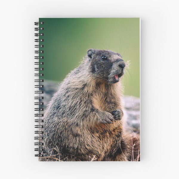 Item preview, Alert Yellow-Bellied Marmot Portrait - Wildlife | Elwynn WildLight Photography designed and sold by Elwynn WildLight Photography.