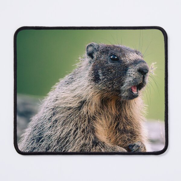 Item preview, Alert Yellow-Bellied Marmot Portrait - Wildlife | Elwynn WildLight Photography designed and sold by Elwynn WildLight Photography.