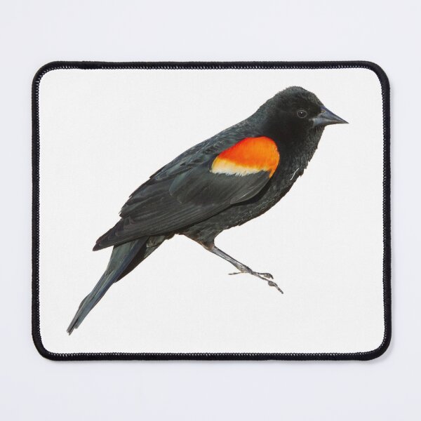 Item preview, Red-Winged Blackbird designed and sold by kyra0nicole.