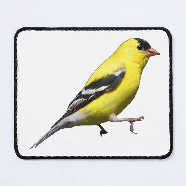 Item preview, American Goldfinch designed and sold by kyra0nicole.