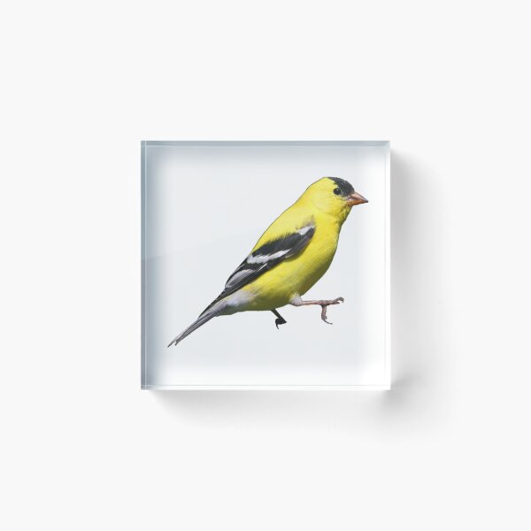 Item preview, American Goldfinch designed and sold by kyra0nicole.