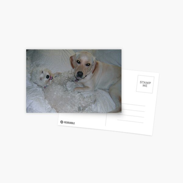 PLAYING Postcard
