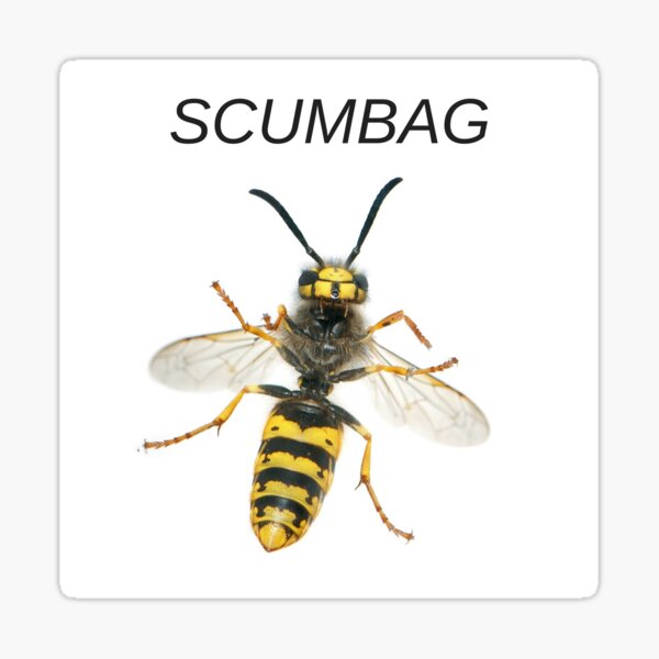 'SCUMBAG' Wasp Insect Insult Graphic Sticker