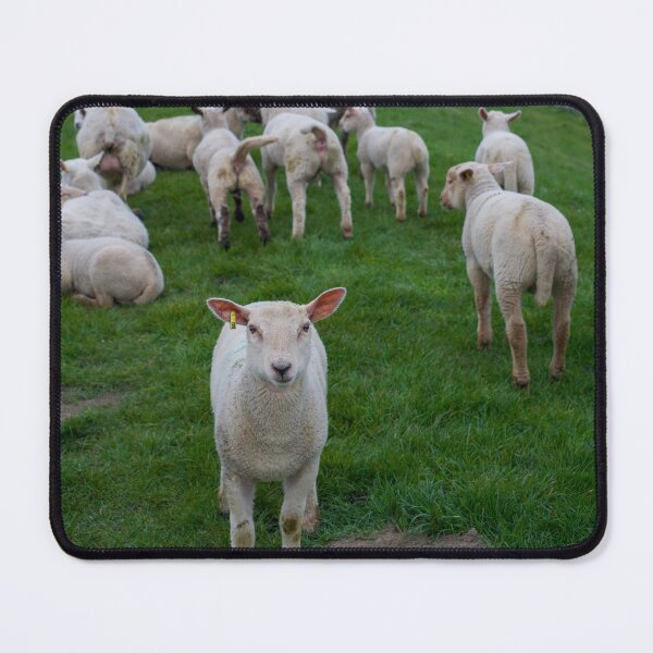 Item preview, Curious Lamb on North Sea Dike — Germany designed and sold by WanderGrainFilm.