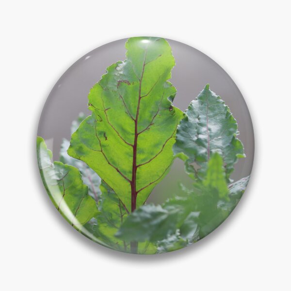 Item preview, Fresh Beet Leaves in Natural Light designed and sold by diabphotography.