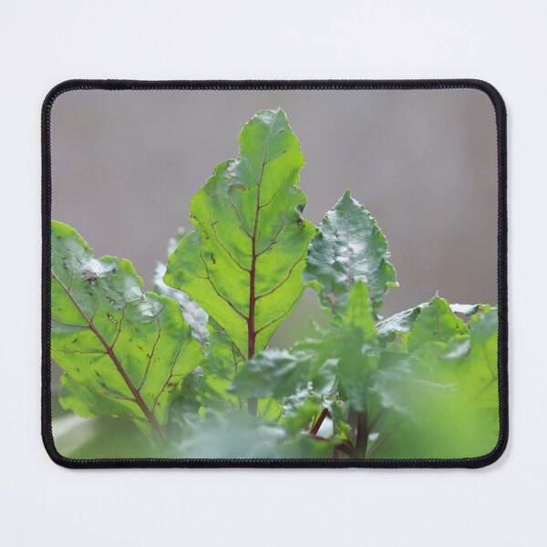Item preview, Fresh Beet Leaves in Natural Light designed and sold by diabphotography.