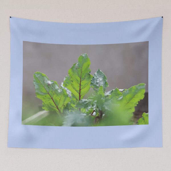 Item preview, Fresh Beet Leaves in Natural Light designed and sold by diabphotography.