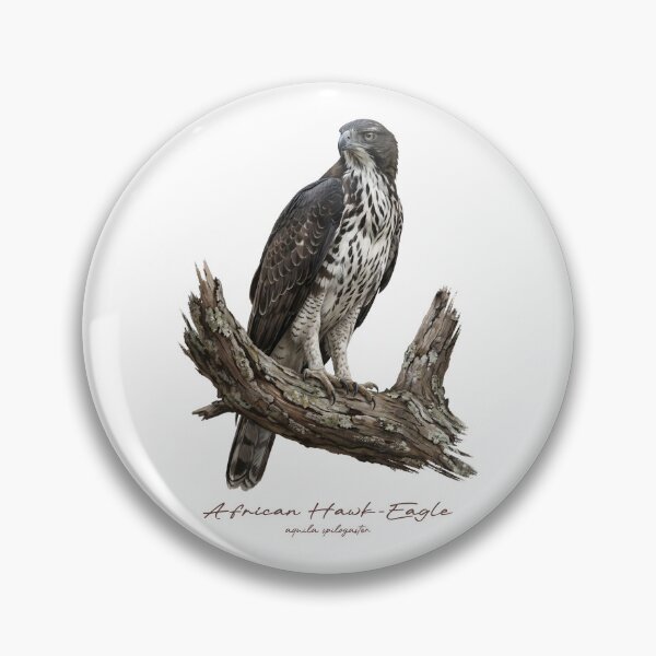 Item preview, African Hawk-Eagle on Branch designed and sold by Takeda-art.