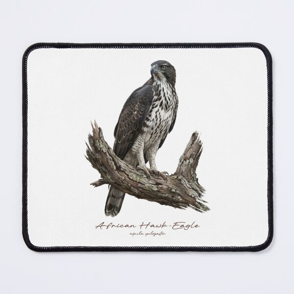 Item preview, African Hawk-Eagle on Branch designed and sold by Takeda-art.